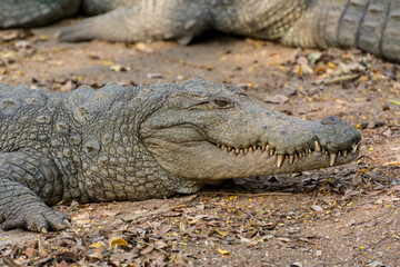 Closeup of marsh Crocodiles at nature reserve area in the Nehru Zoological Park, Hyderabad, India.