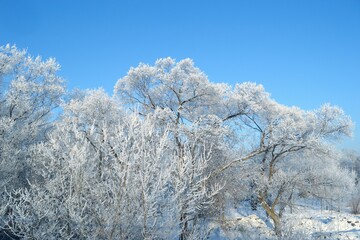 City Park. Trees in hoarfrost against the sky.