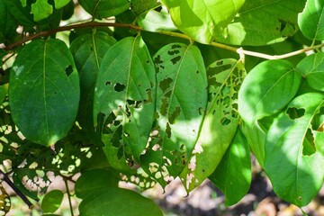 Green leaves that are eaten by insects to form holes.