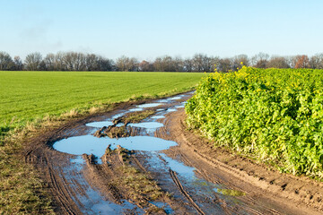
Agricultural field with reflecting pools, and muddy path