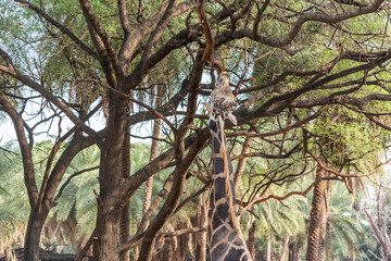 Fototapeta premium an African giraffe ( Giraffa camelopardalis), an African even-toed ungulate mammal, the tallest living terrestrial animal and the largest ruminant in Nehru Zoological Park India.