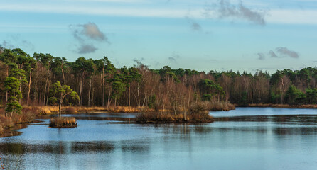 Fototapeta premium A fen with varied vegetation and fauna under blue cloudy skies in autumn.