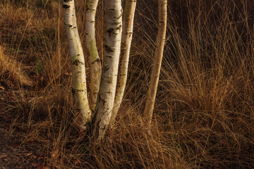 Birch tree trunks in tall yellow grass.