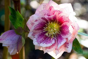 Hybrid hellebore (HELLEBORUS HYBRIDUS) double pink with dots of fuchsia color, green and blurry...