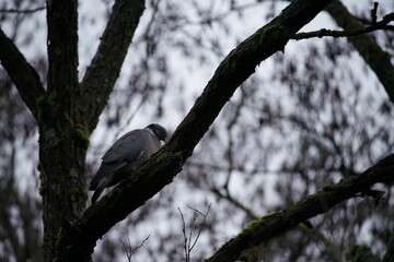 Einzelne auf einem Ast sitzende Ringeltaube (Columbidae) in der freien Natur