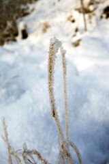 Frozen and snowy natural plants in beautiful winter