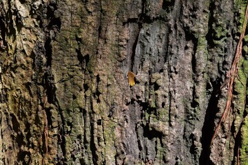 The pattern of the bark, old and old, creates a beautiful pattern.