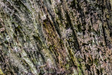The pattern of the bark, old and old, creates a beautiful pattern.