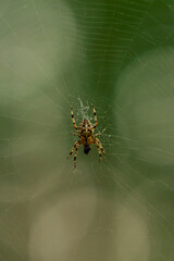 Cross spider in the center of the spider web