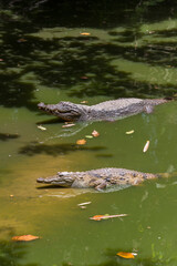 Cocodrilos en una charca en Gambia