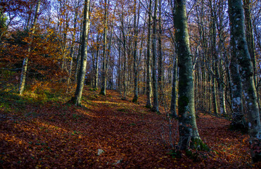 autumn forest and trees wood