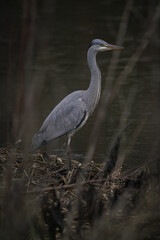 Erwachsener Graureiher (Ardea cinerea) an einem Ufer eines Flusses stehend und auf Beute wartend.