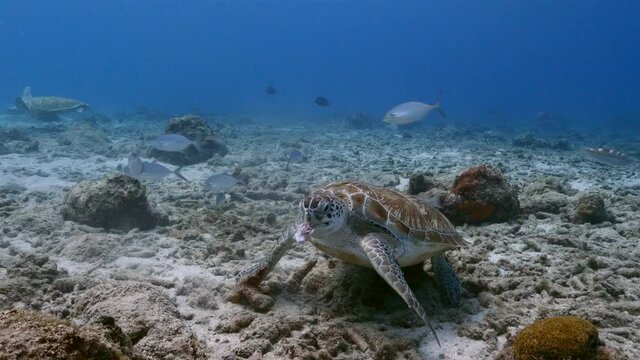 Green Sea Turtle, Chelonia mydas swim in shallow water of coral reef in Caribbean Sea, Curacao
