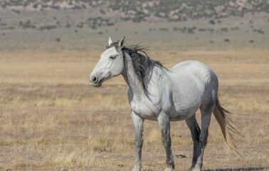 Wild Horse in Spring in the Utah Desert
