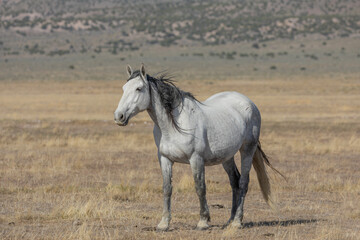 Obraz na płótnie Canvas Wild Horse in Spring in the Utah Desert