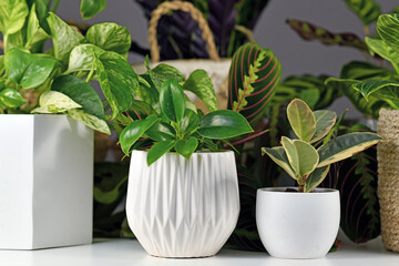 Various indoor houseplants like Philodendron or Ficus in beautiful white flower pots  © Firn