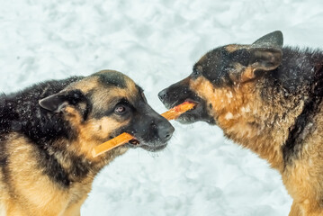 Two dogs grab a stick. One stick for two.