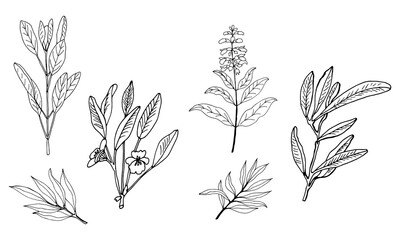 A set of medicinal herbs and plants. Collection of hand drawn flowers and herbs. Botanical plant illustration. Vintage medicinal herbs sketch. 