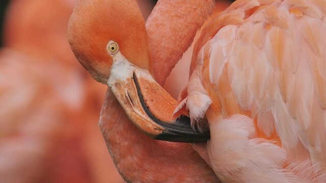 ein roter flamingo putzt sich, nahaufnahme von kopf und hals, Phoenicopterus ruber, 50fps