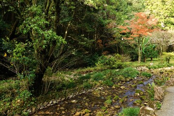 Fototapeta na wymiar Creek at Akiyoshi cave, Akiyoshido in Yamaguchi, Japan - 秋吉台 秋芳洞の小川