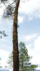 Fototapeta premium trees in the forest