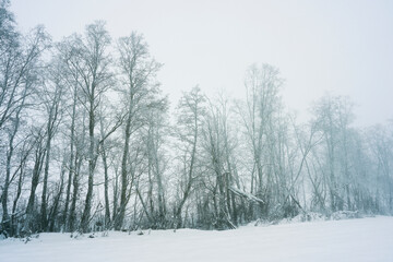 alder trees by a river in for at winter