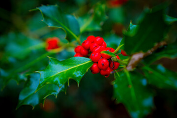 Weihnachten | Impressionen im Herbst bei Satzvey und dem Ahrtal