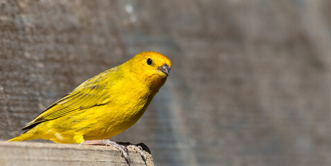 Close up de canário-da-terra (Sicalis flaveola)