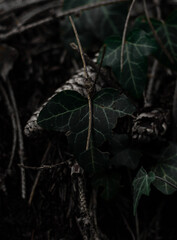 green leaves in Black Forest