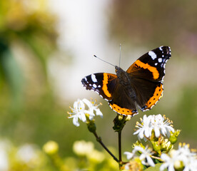 Macro of an Admiral butterfly