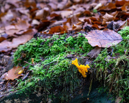 Pilz?