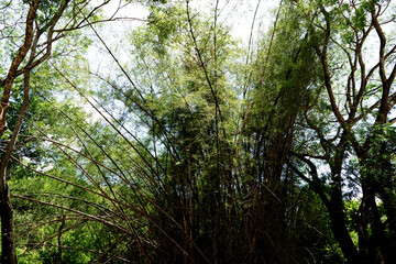 Fototapeta premium Bamboo plantation, Green bamboo fence texture background, bamboo texture