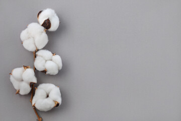 Top view of branch of fluffy cotton flowers on gray background.