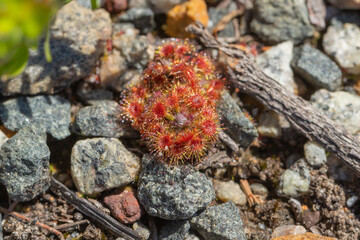 The small rosettes of Drosera platystigma, an orange flowering pygmy Drosera in the Stirling Range Nationalpark, view from above