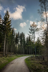 Fototapeta na wymiar road through forest