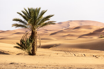 landscape at sunset in sahara desert - obrazy, fototapety, plakaty
