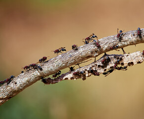 Many wasps on the branches