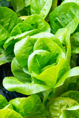 Fresh organic green oak lettuce vegetable plant farm