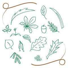 Hand drawn set of leaves and fruits of deciduous trees. Sketches on a white background. Vector illustration.
