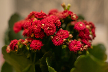 Kalanchoe Flower. Flower heads on kalanchoe blossom in bright oranges. Home flower with red flowers and green leaves
