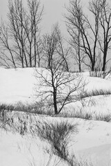 537-22 Dunes in Winter