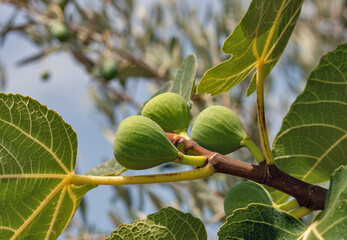 Figs on the branches of a fig old tree