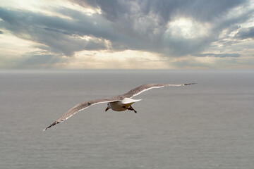 Fototapeta na wymiar Fly away sea gull seascape