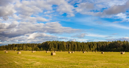 Fototapeta premium Field with mown grass and hay rolls on the background of the forest and the sky with clouds in summer