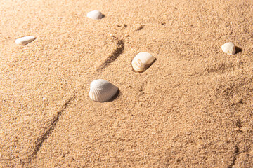 Fototapeta na wymiar Shells on the beach sand, selective focus.