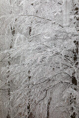 Frozen trees in winter forest