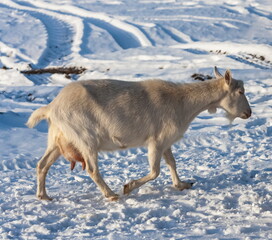 Naklejka premium White Goat close - up on snow background in winter
