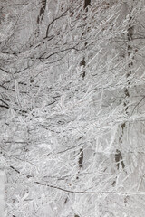 Frozen trees in winter forest