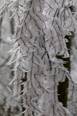 Naklejka na ściany i meble Frozen trees in winter forest