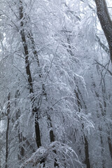Fototapeta na wymiar Frozen trees in winter forest